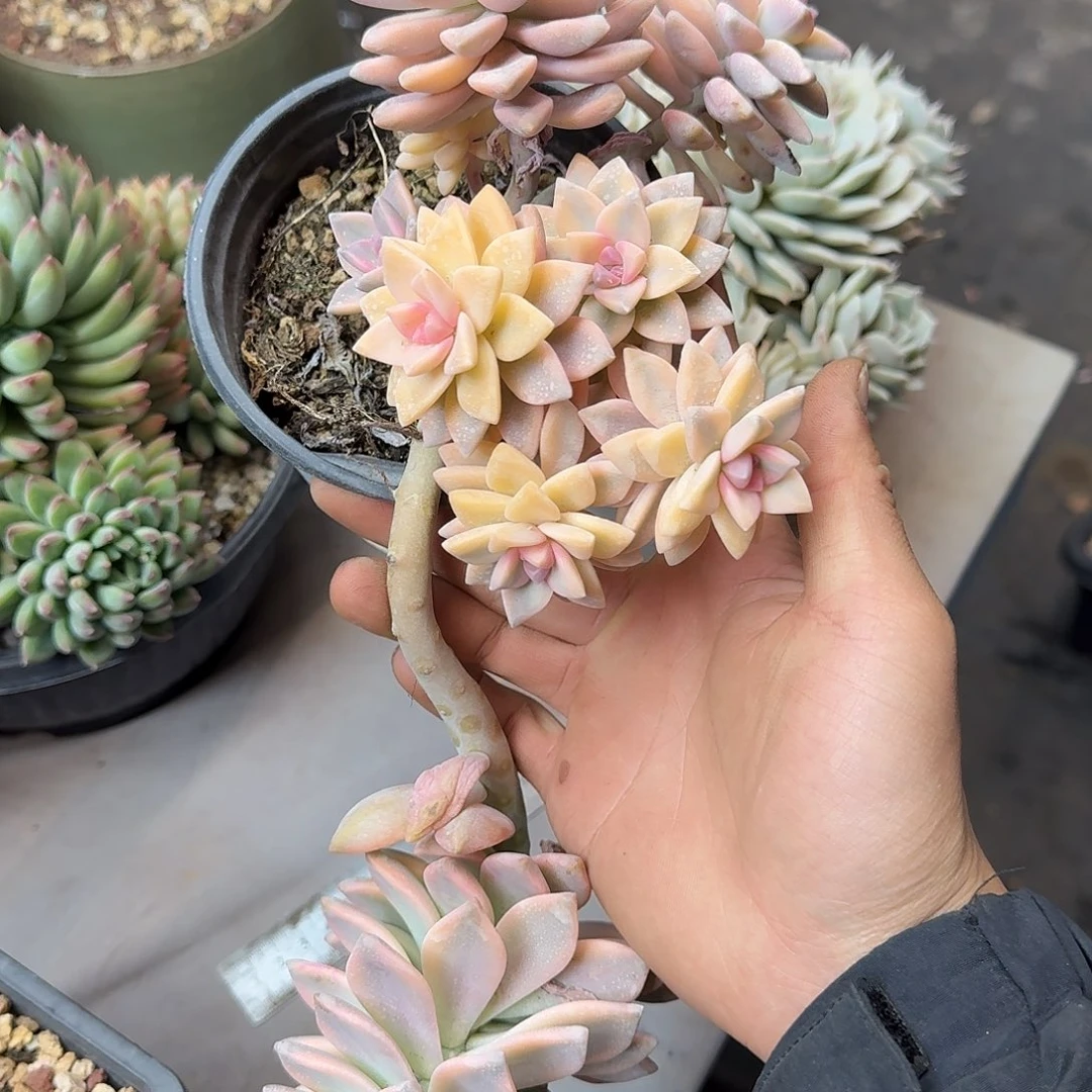 云****?淡雪锦 00000000000