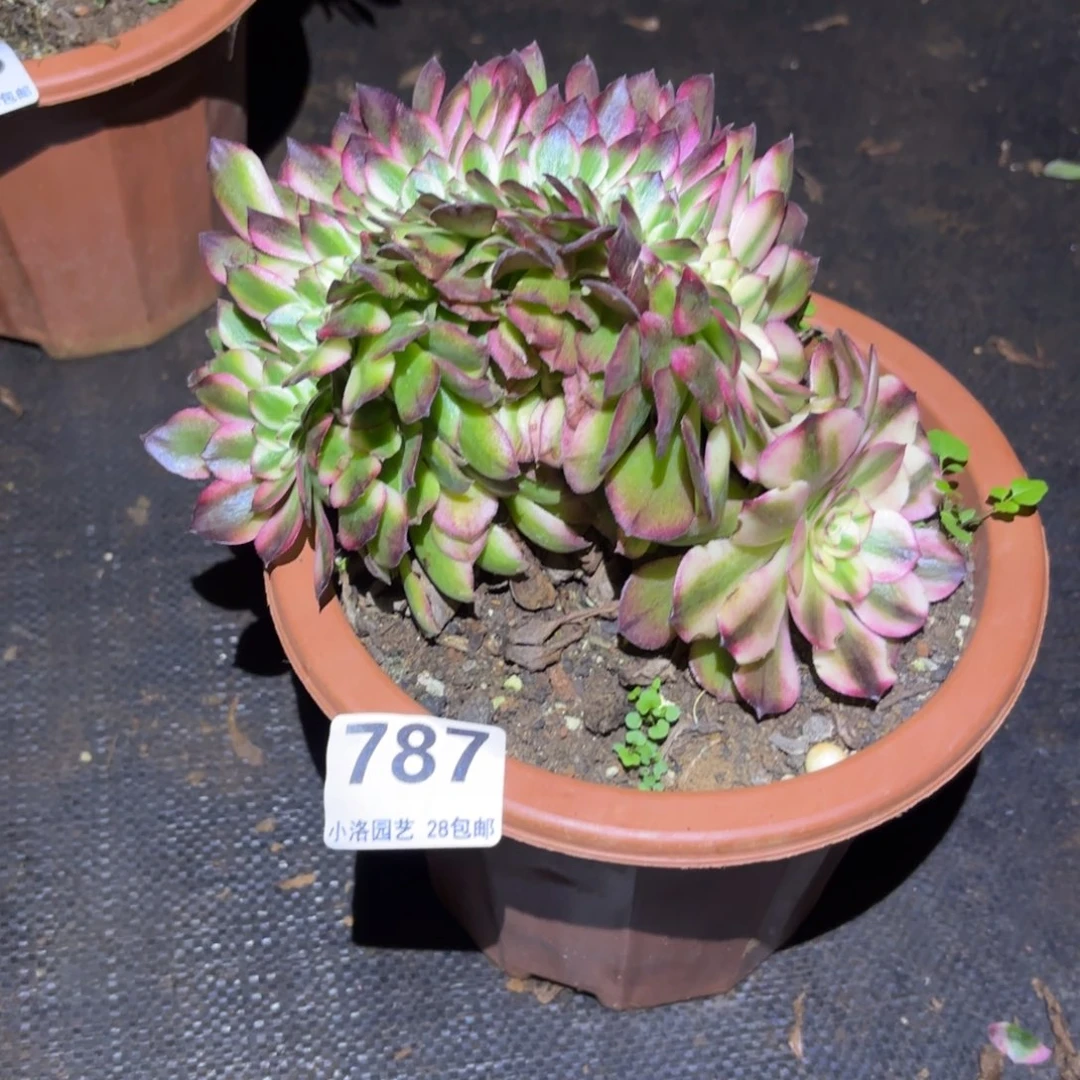 787号荔枝不包轻微破损