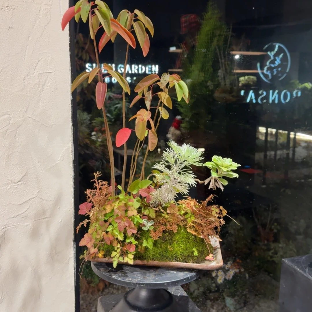 全部花朵山野草日本盆器