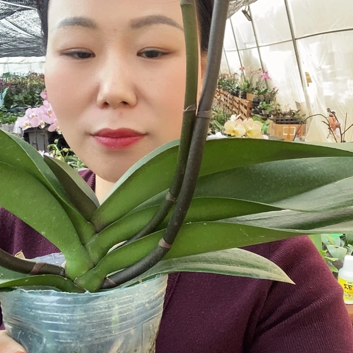 无花朵唯美蝴蝶兰