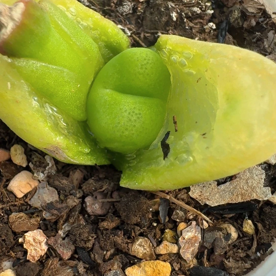 48一颗带盆土000000000