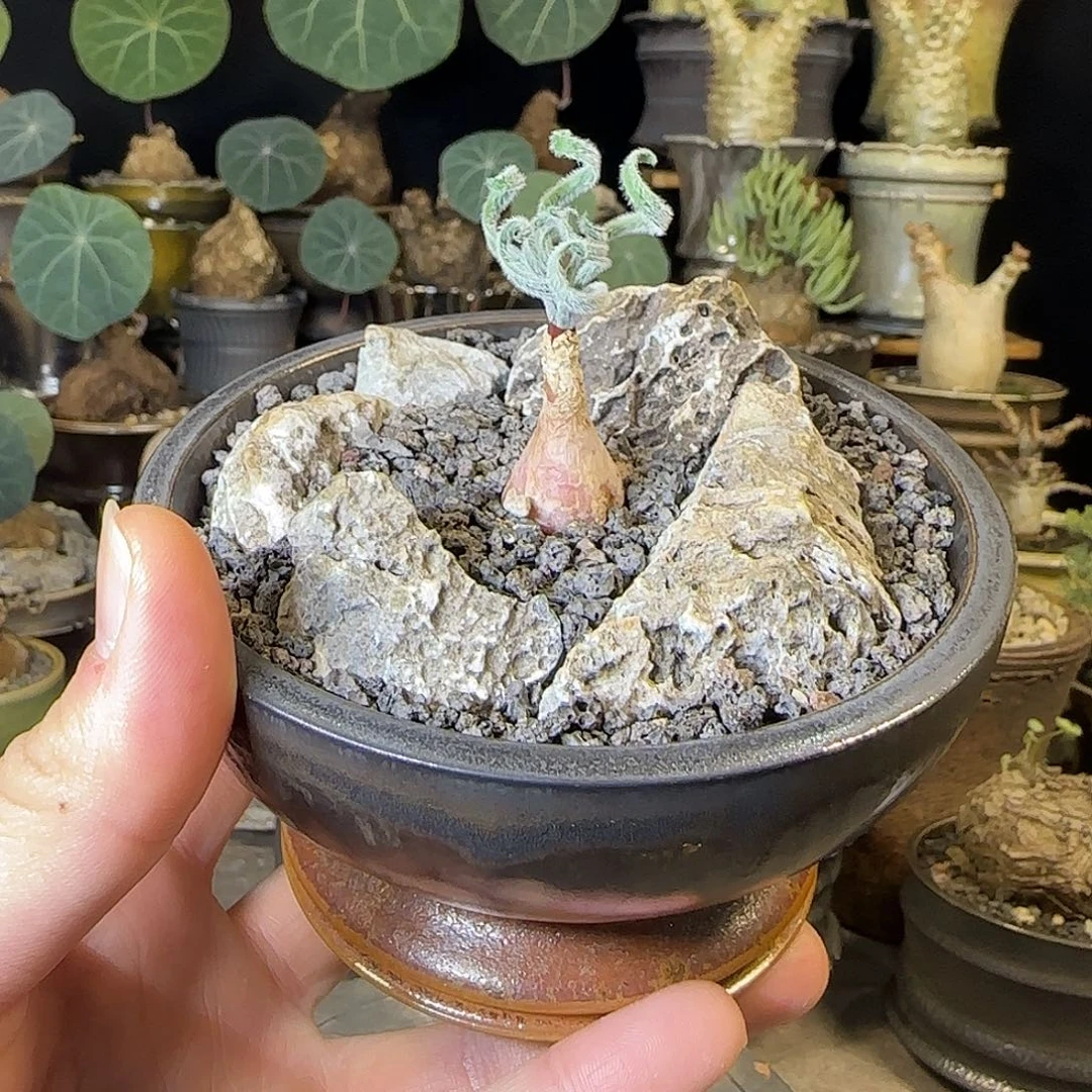 一物一拍弹簧草gl