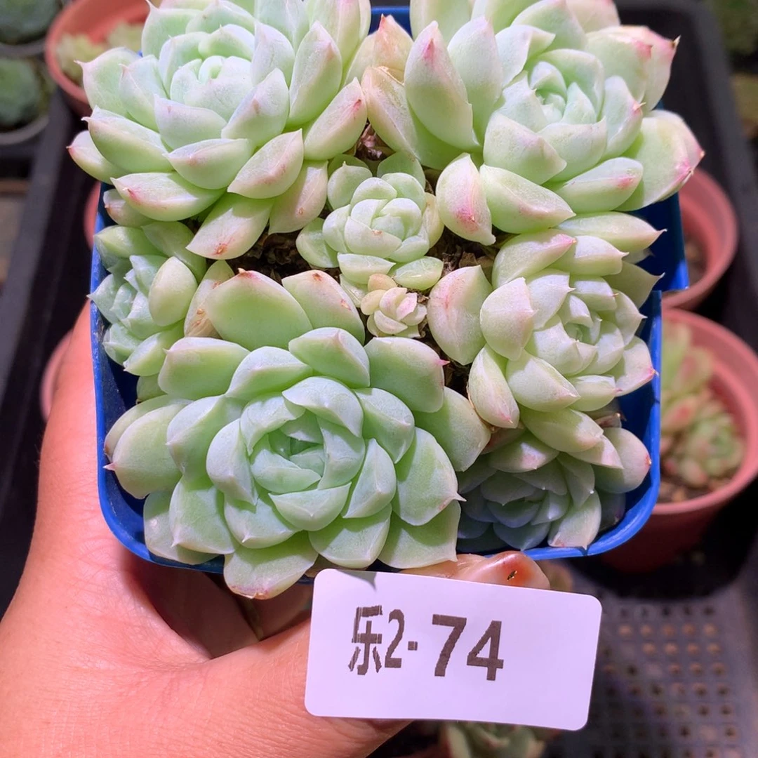 乐然 2-74 女王玫瑰群