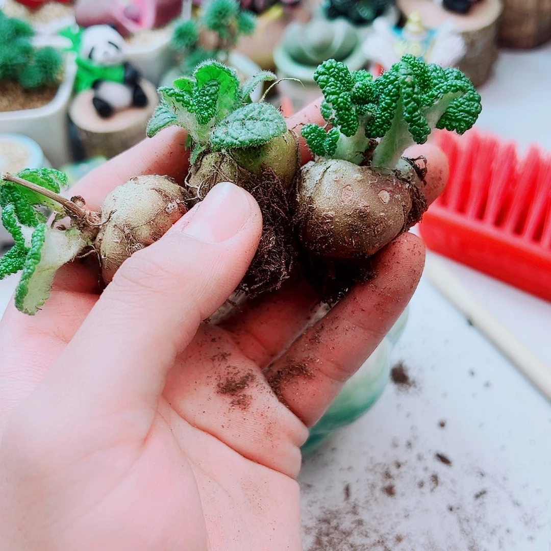 断崖王子多肉植物