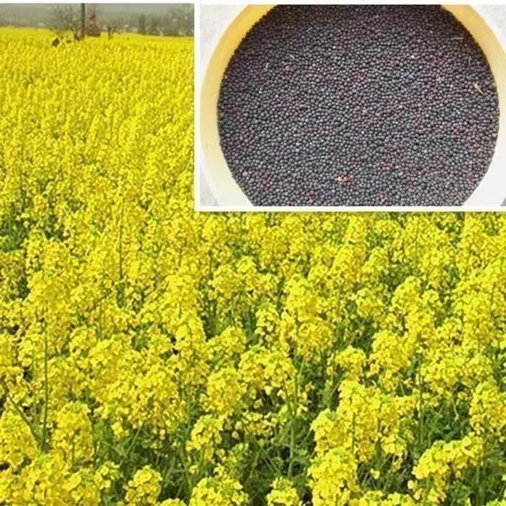 【油菜籽种子】四季花盆庭院种植种子