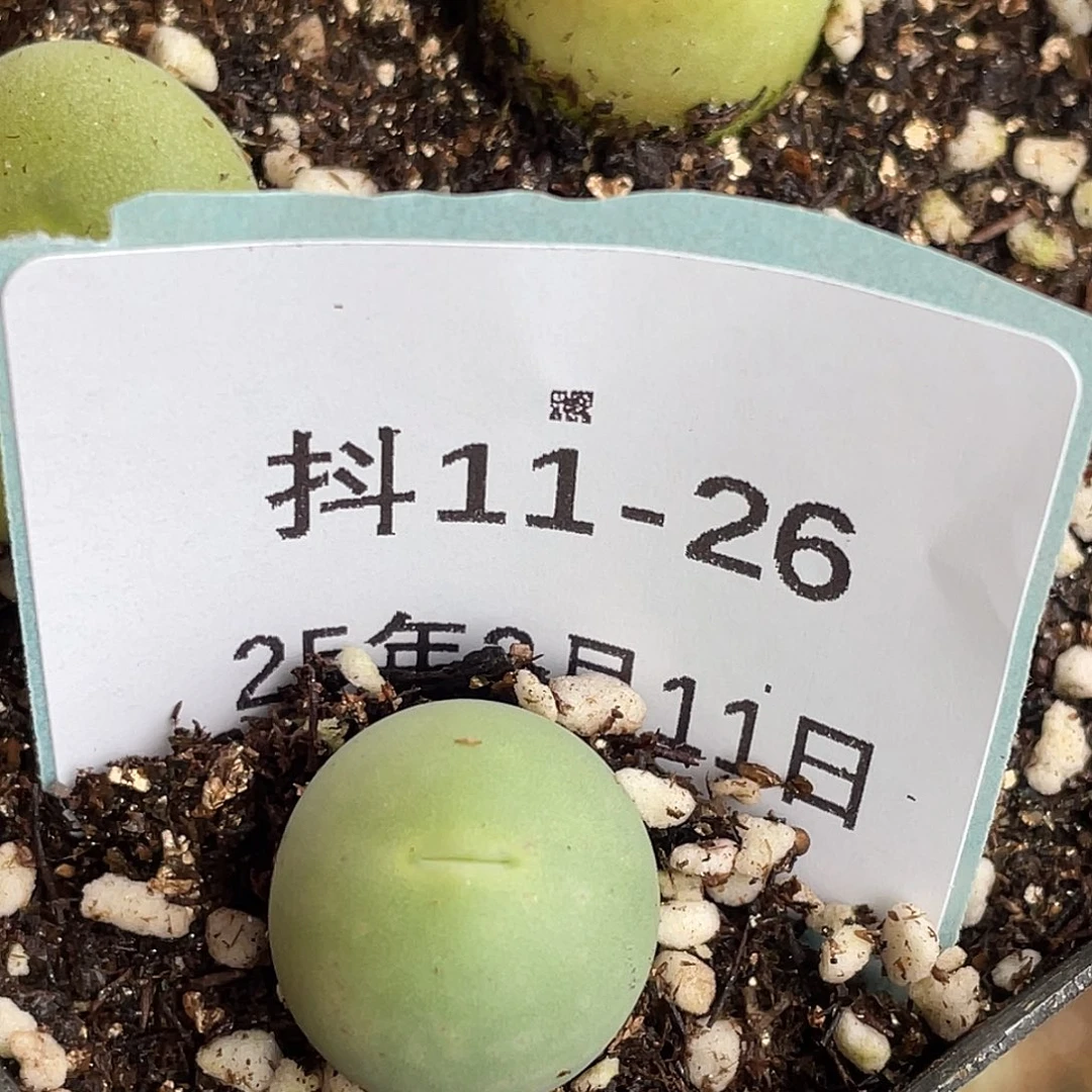 11-26鸽子蛋多肉植物