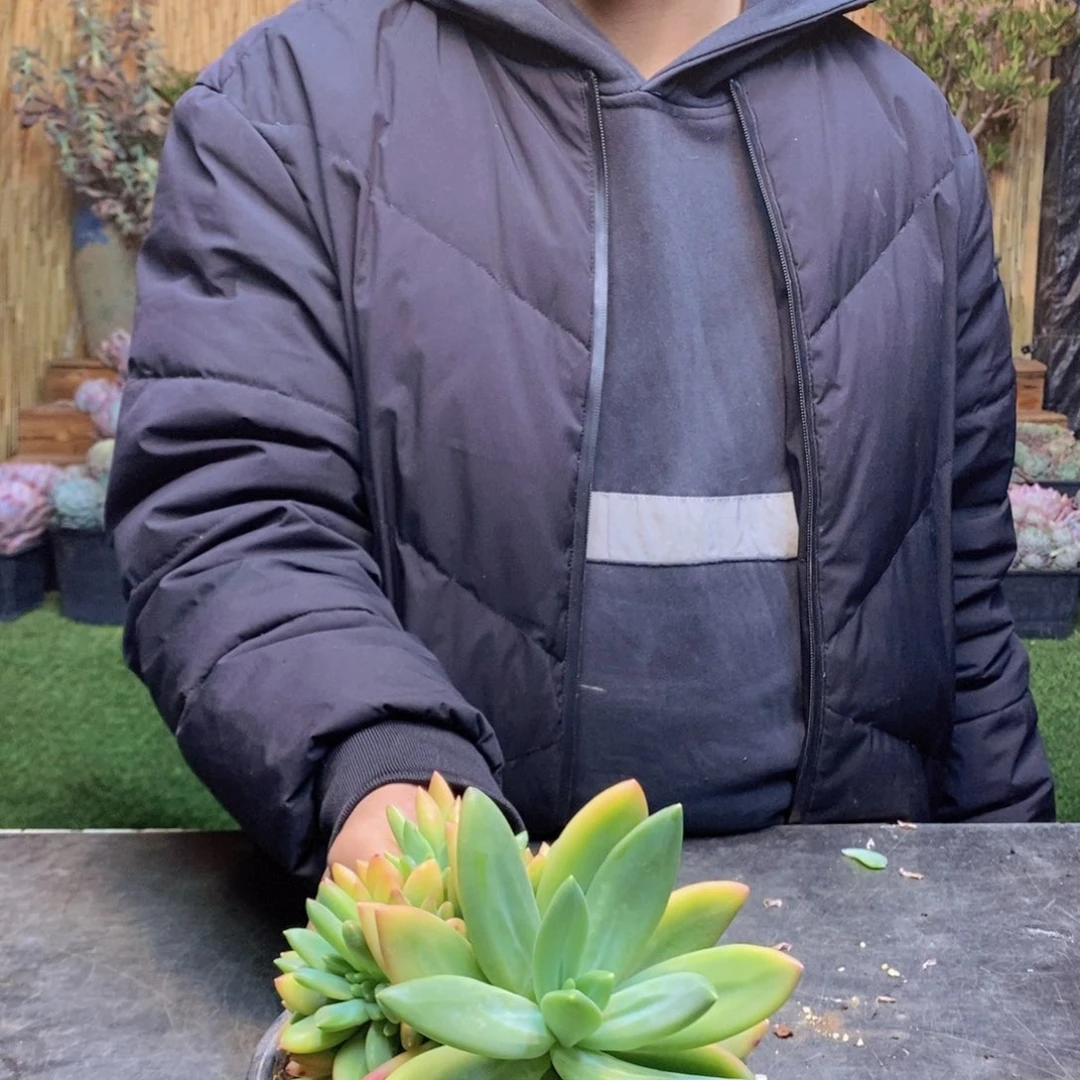 ?****109号海洋之歌缀化