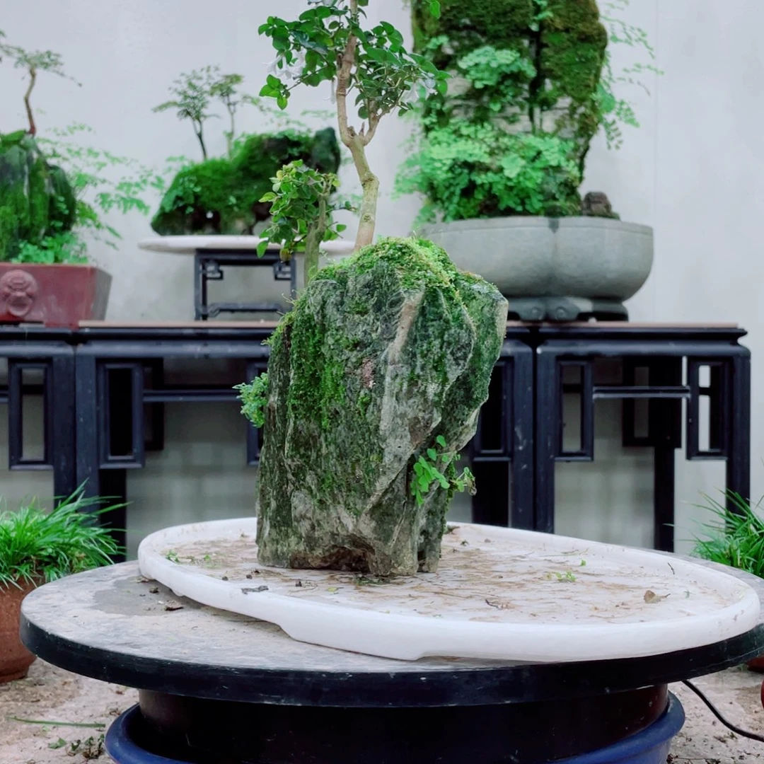 无铅玻璃︶****]铁线蕨等植物的生长发育和生长