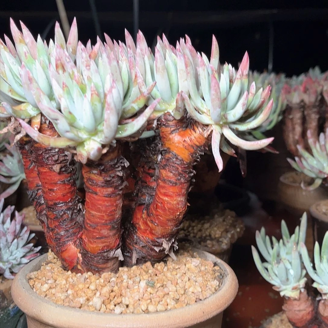 8704雪花仙女杯多肉