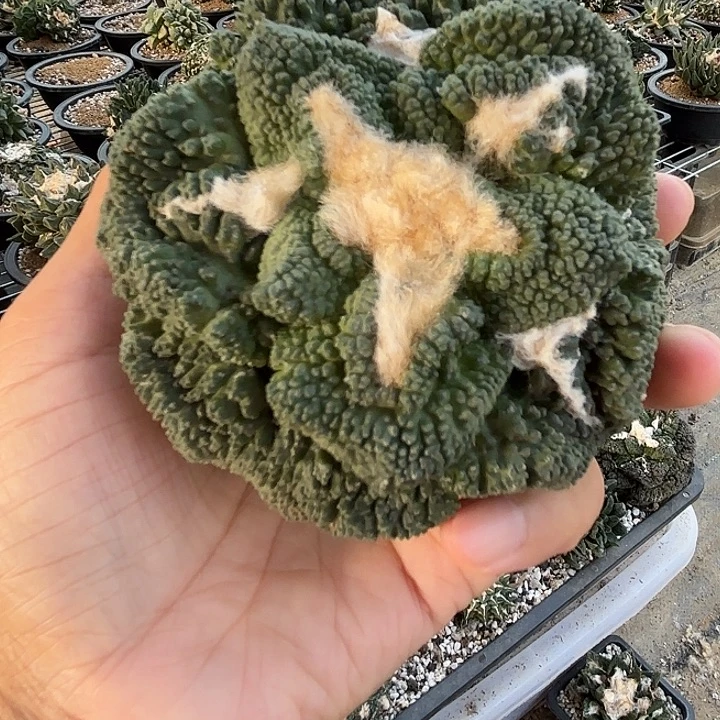 許****苗接落地仙人球81