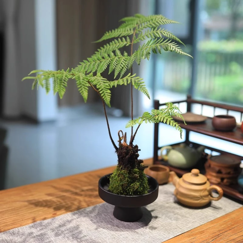 网红蕨类植物红磷蕨苔藓球绿植桌面盆栽耐阴好养茶室盆景去甲醛