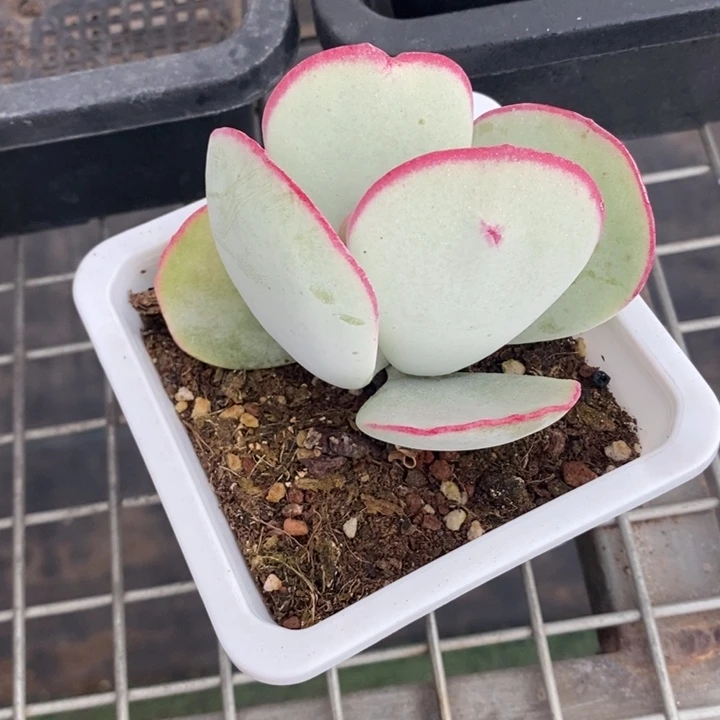 三****聊伯克利和格蕾纳等著名