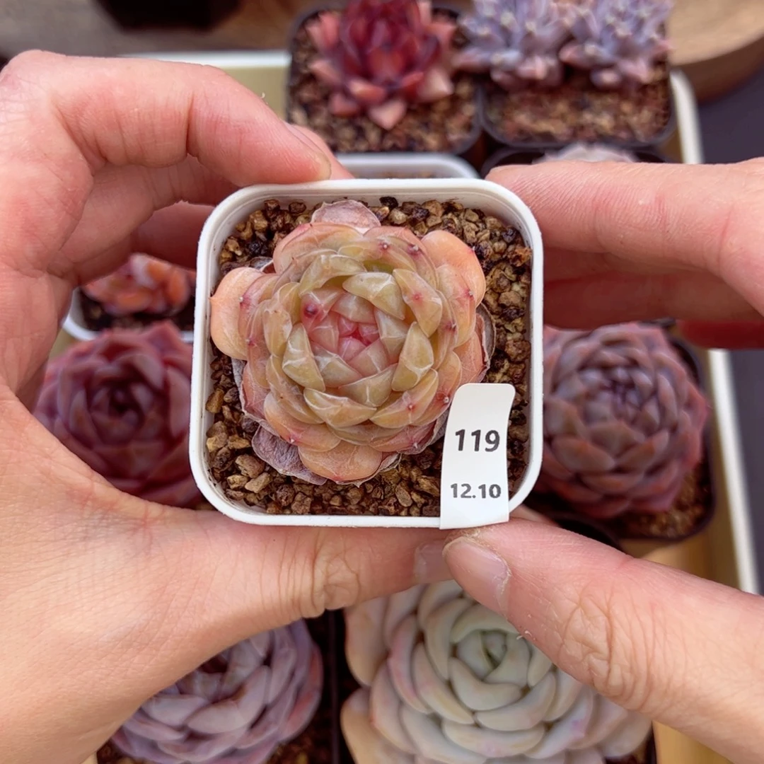 好好看119、哈哈哈哈