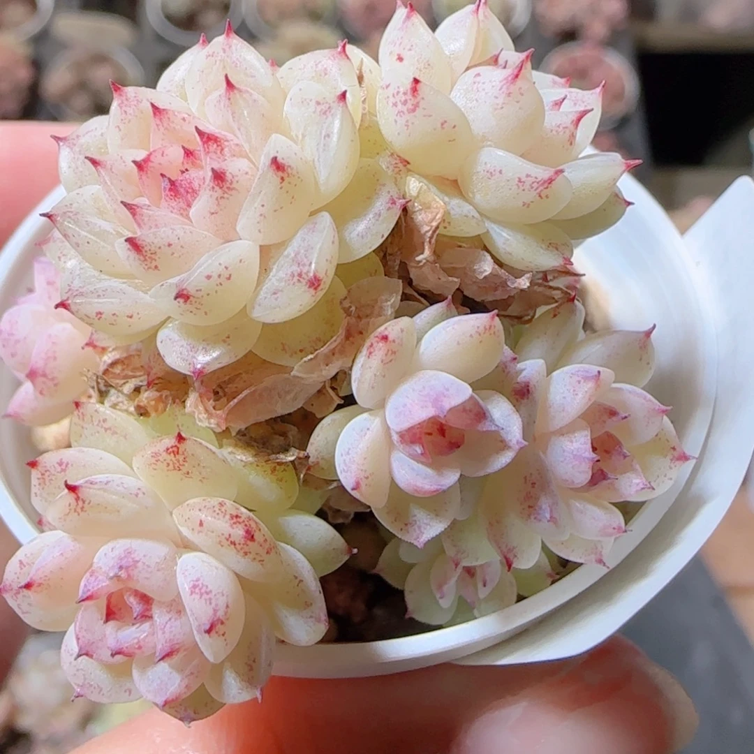 花语多肉1213-64紫魔仙朵朵散