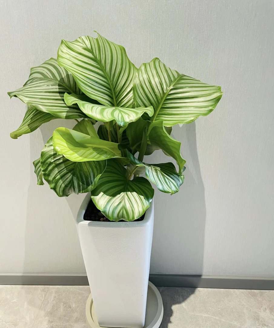 [主播推荐]青苹果竹芋盆栽室内绿植耐阴好养观叶植物四季常青
