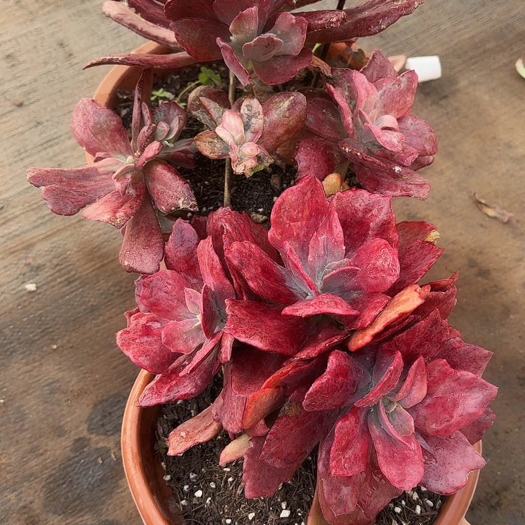 杨*同温层多肉钻石锦两颗11