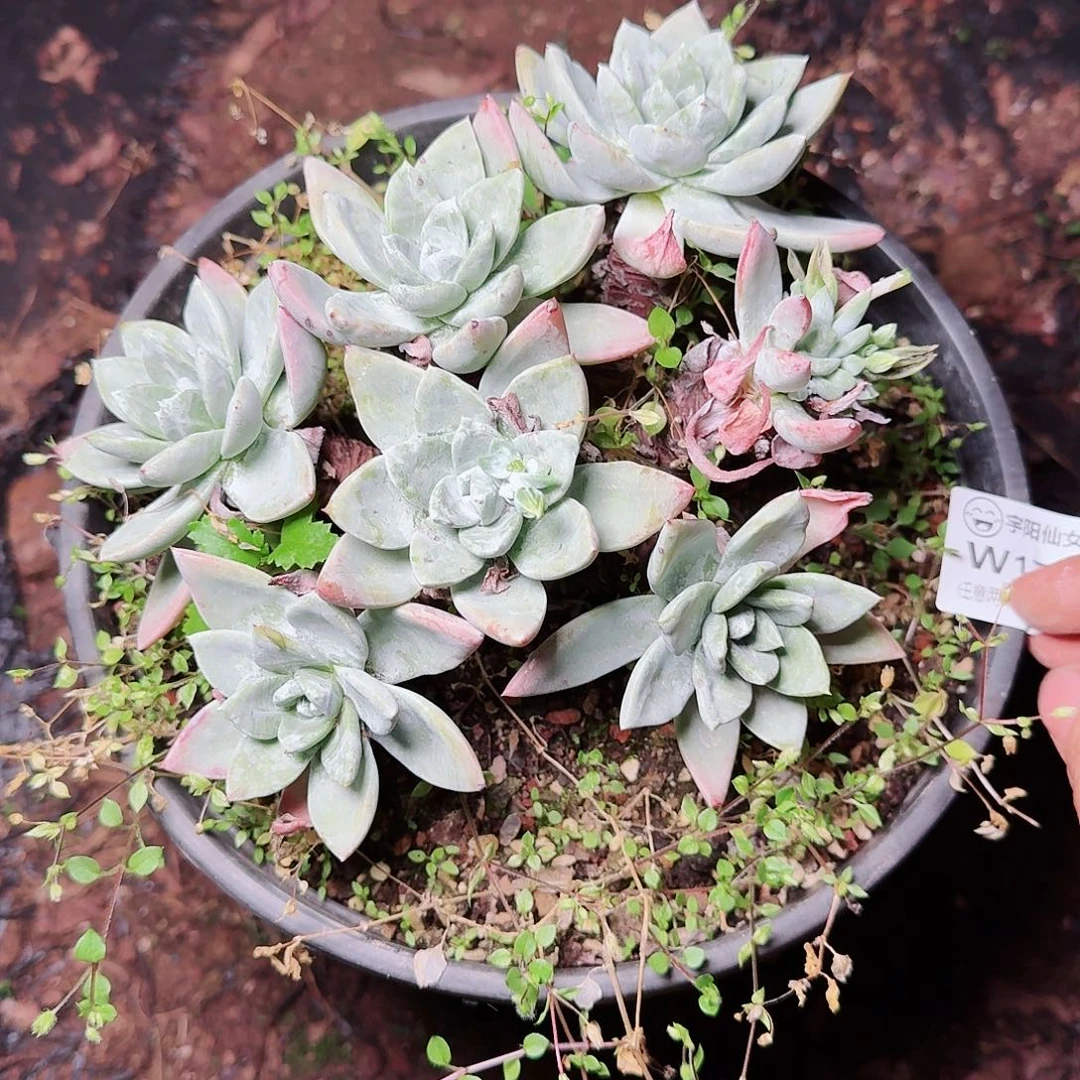 1767瑕疵贝拉多肉