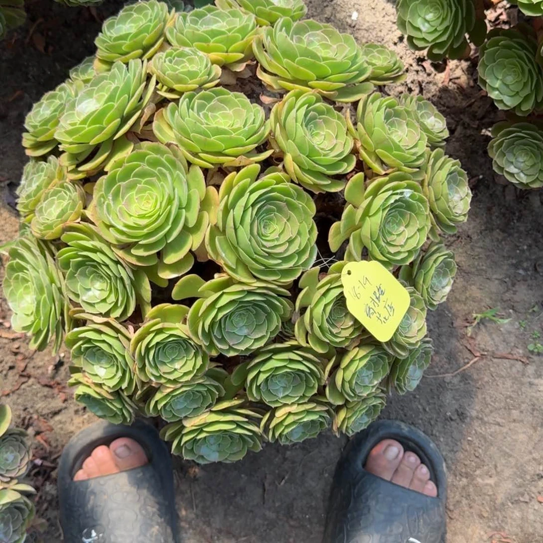 育***店法师万包子18-19发货