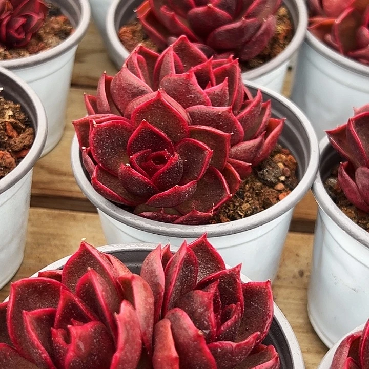 团023   双头   韩版  血红灯