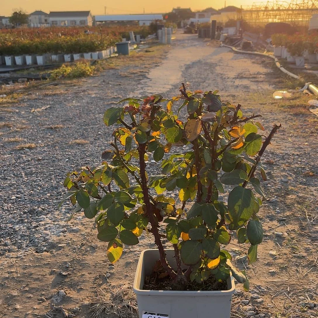 二***兄当前无花朵，栽培后可花朵610