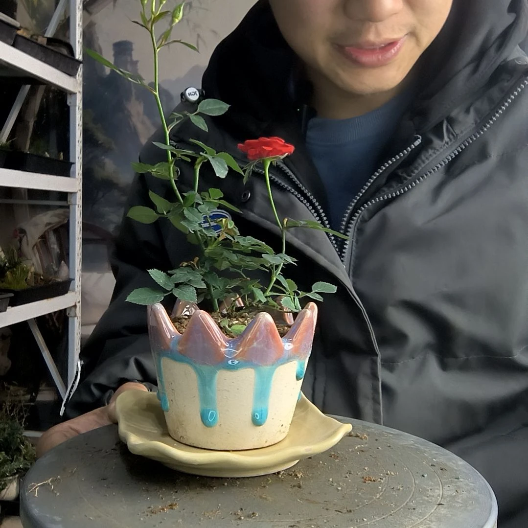 ღ****࿐小盆景小植物一物一拍115