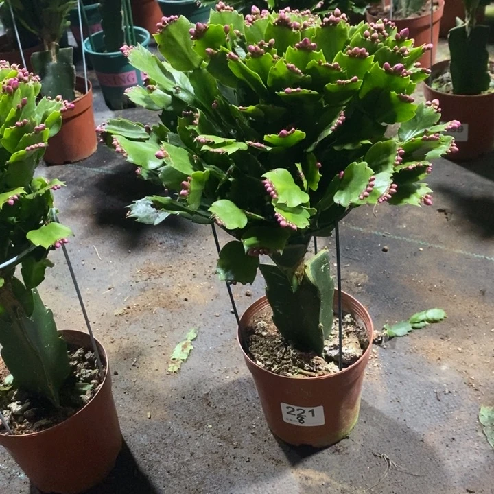 当前无花栽培后可以开花221嫁接砂轮