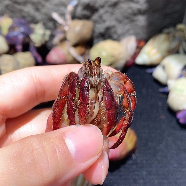 1.6口径奔跑家寄居蟹22号