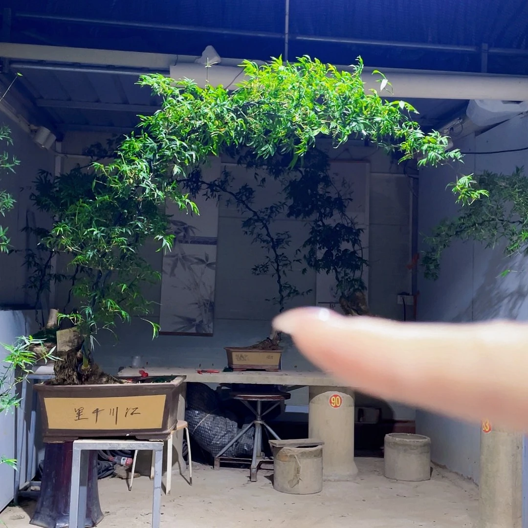 青***司无花朵小叶簕竹熟桩陶瓷盆一物一拍