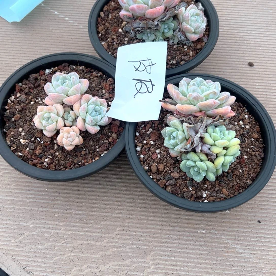 皮***?一物一拍 皮皮