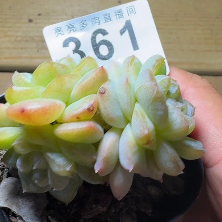 梨花雨            多肉植物