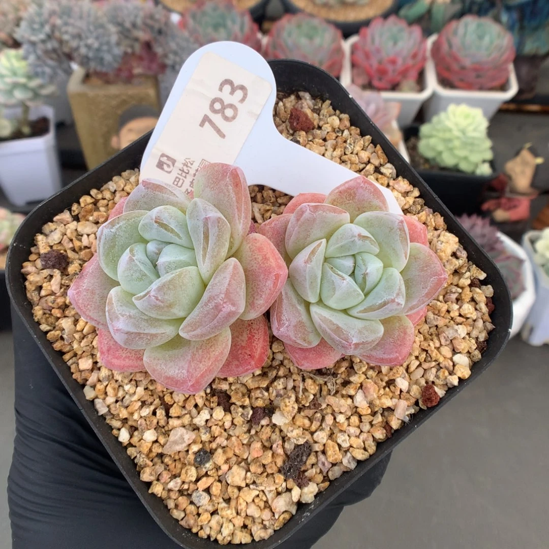 783 双头粗腿老桩冰玉