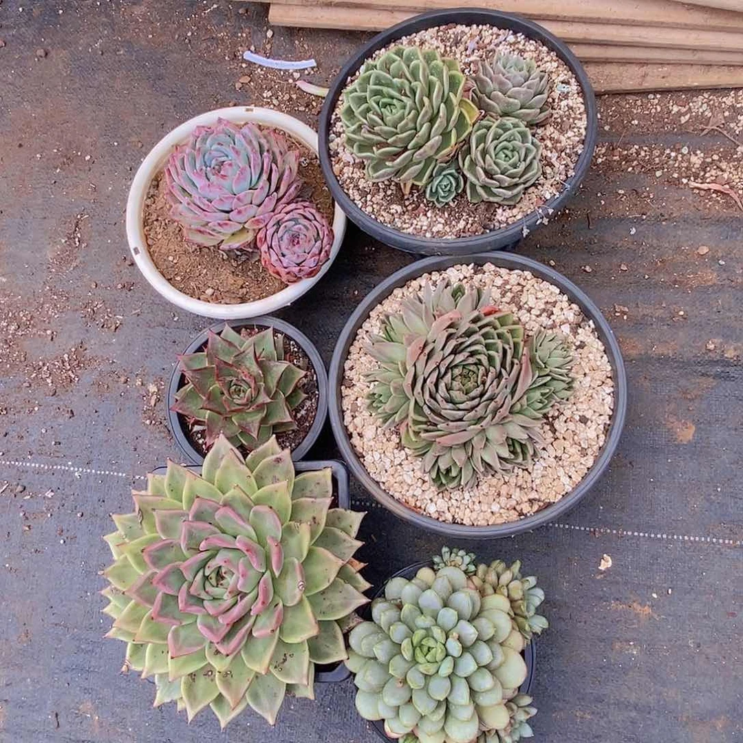 多肉植物几个组合