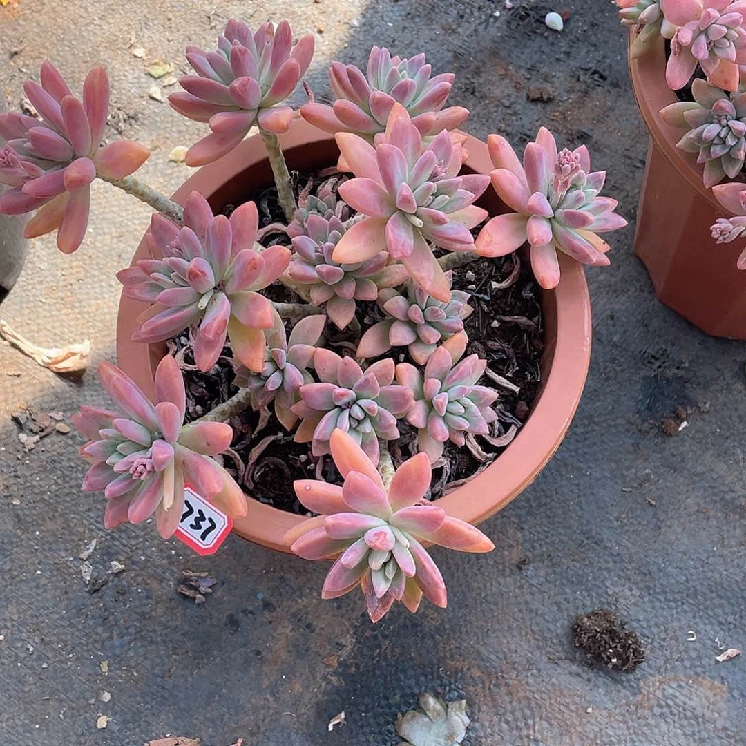 737秋力一物一拍多肉