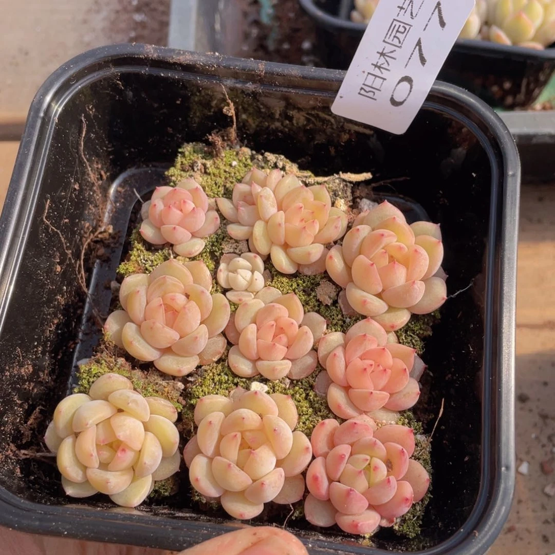 多肉植物多肉植物77