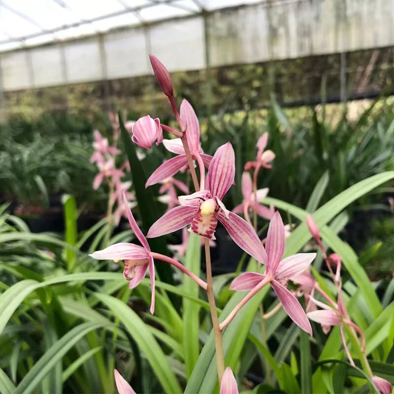 建兰《市长红》先明艺经典老品种勤花勤芽四季兰铭品夏季