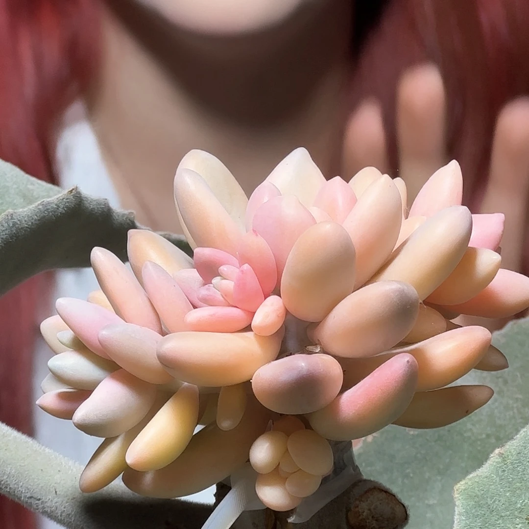 苏樱美人多肉植物