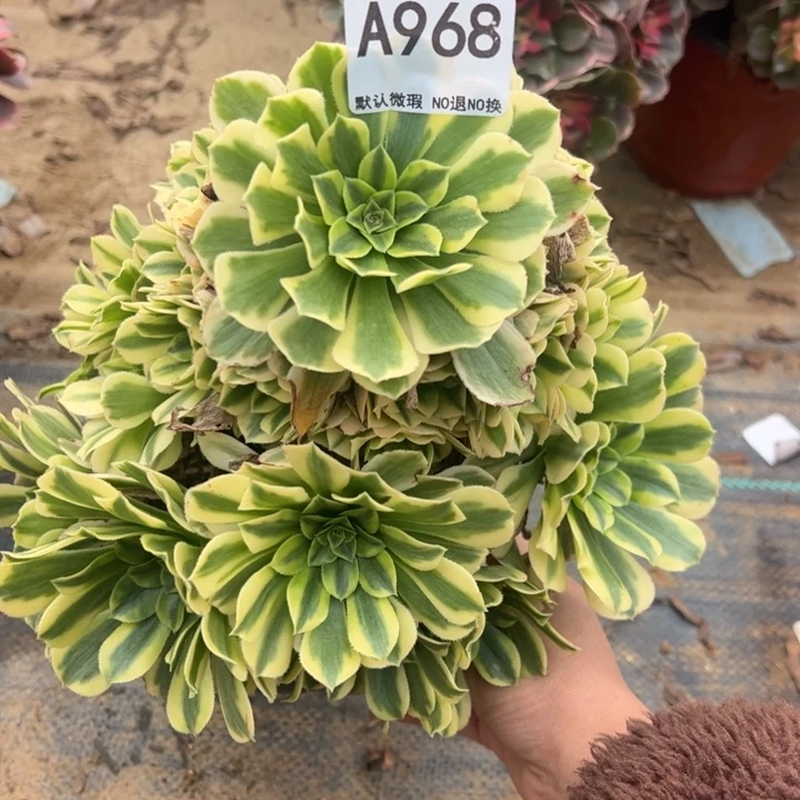 辛尼亚多肉植物968.