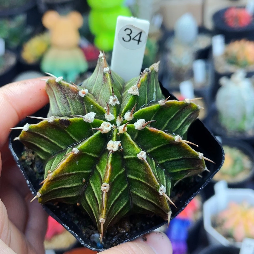 非偏远地区满25包邮仙人球