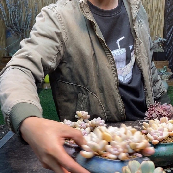 o***l136号汤圆多肉植物