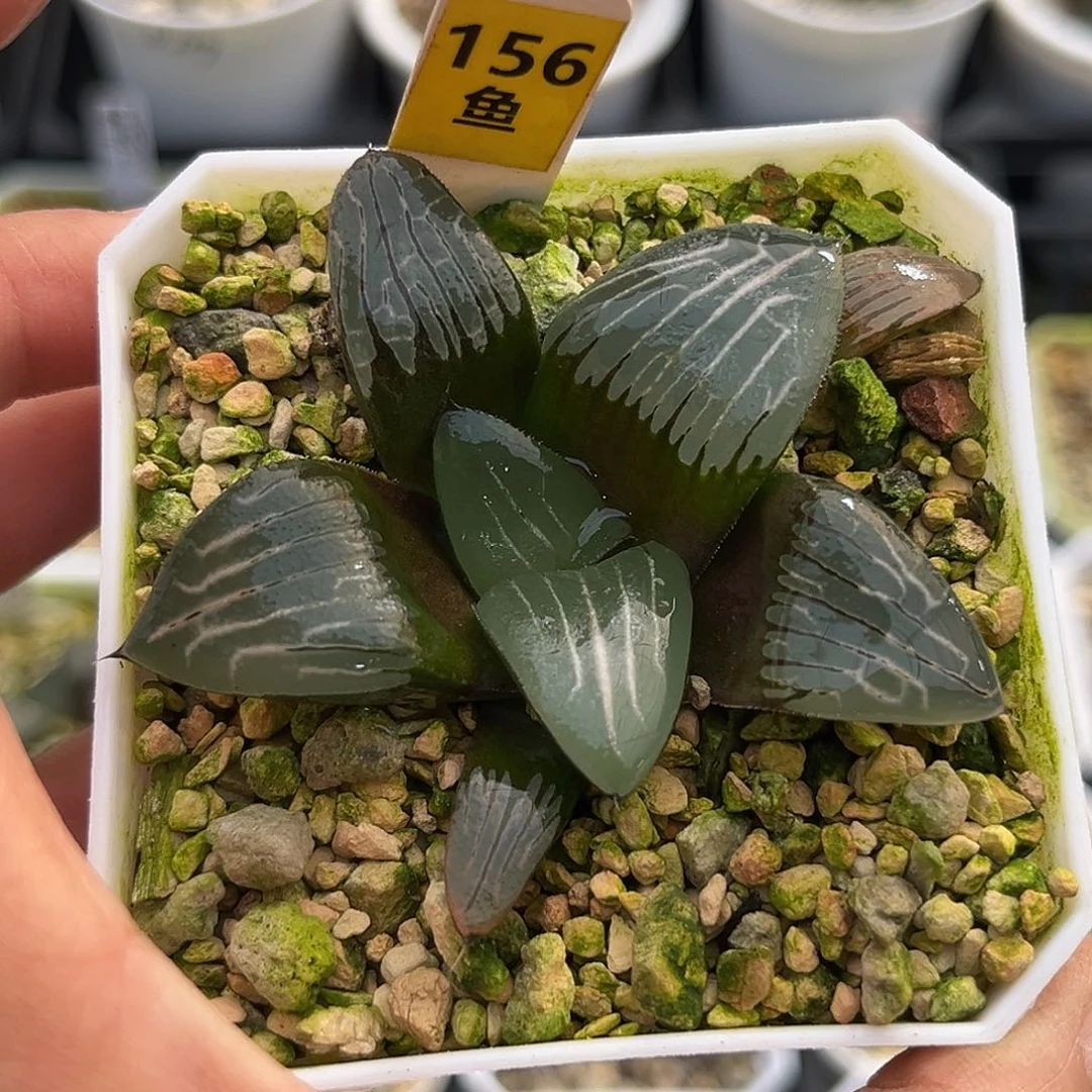 156云间客一物一图