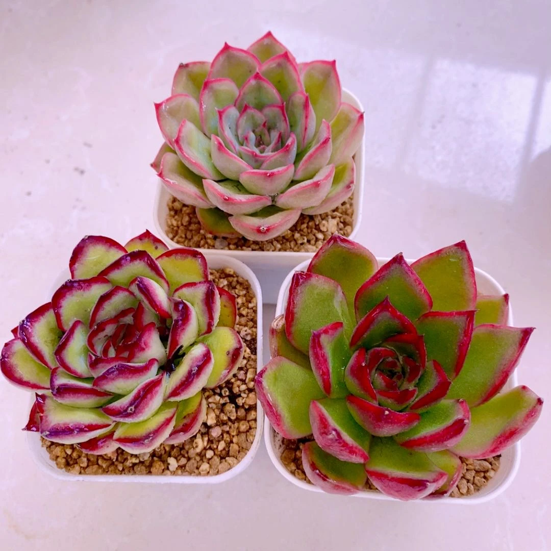 多肉植物莲花组三猎户座灵隐野马东云送盆土（五到六厘米左右）