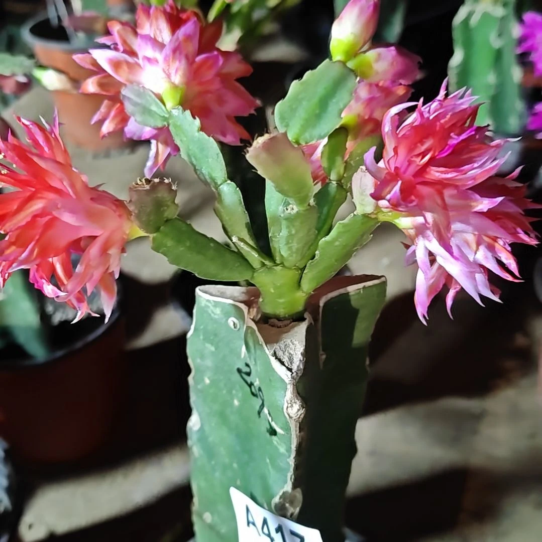 2099红重瓣脱土脱盆易掉芽苞417