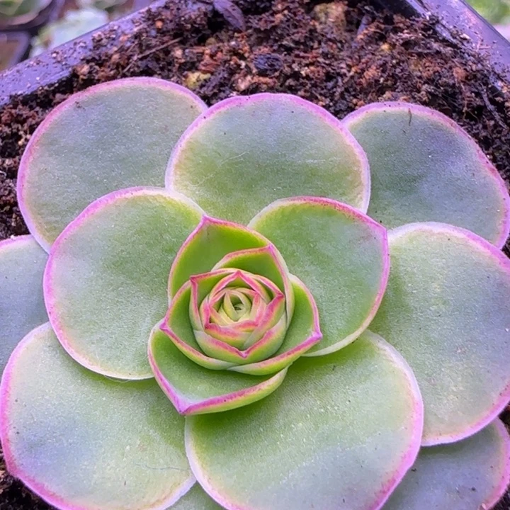 荷花5厘米424275767676