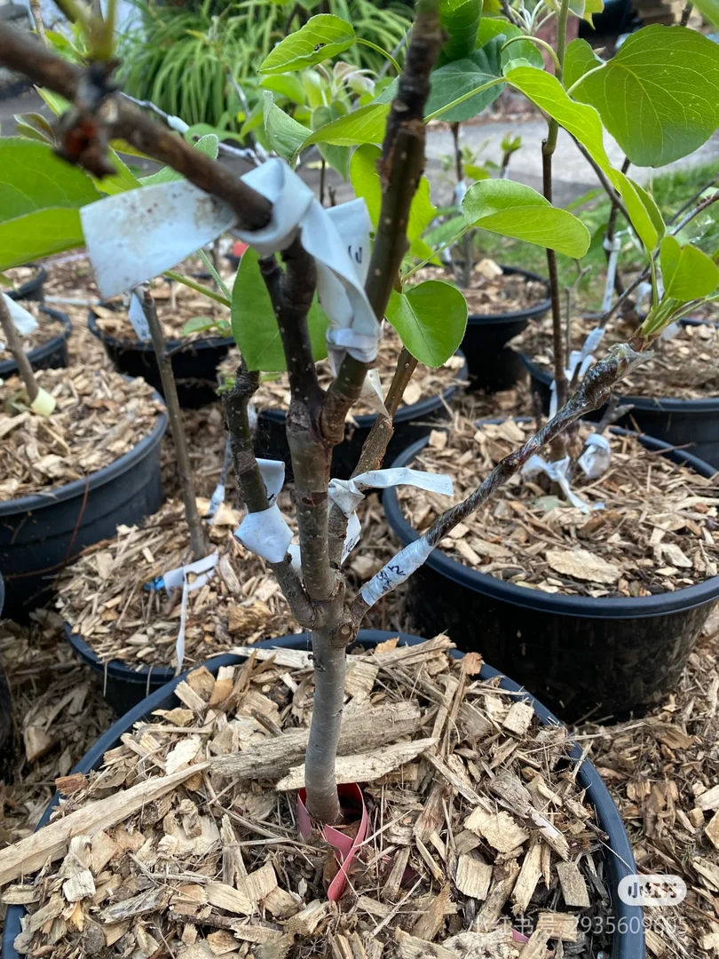 香酥盆栽带护心土球发货阳台庭院