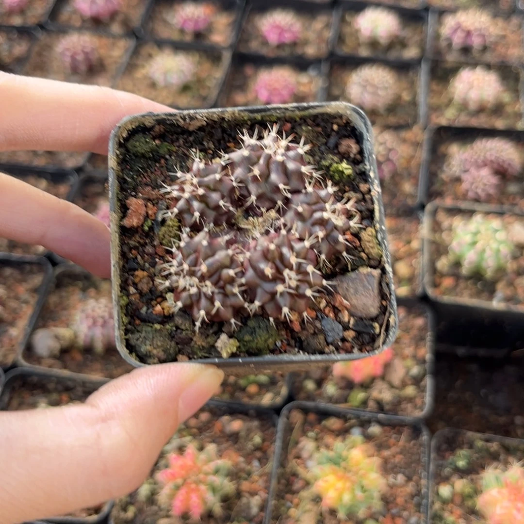 5头黑紫米哈仙人球实生