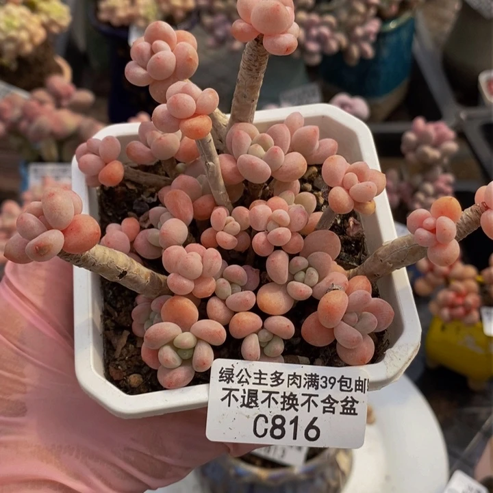 鱼子酱老桩8cm816多肉植物