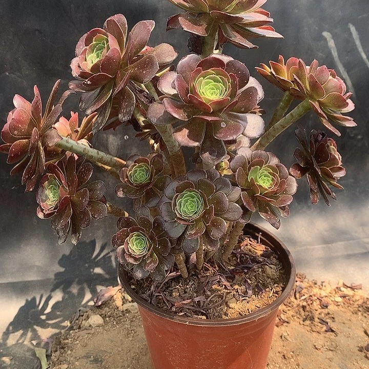 268灰法师多肉植物