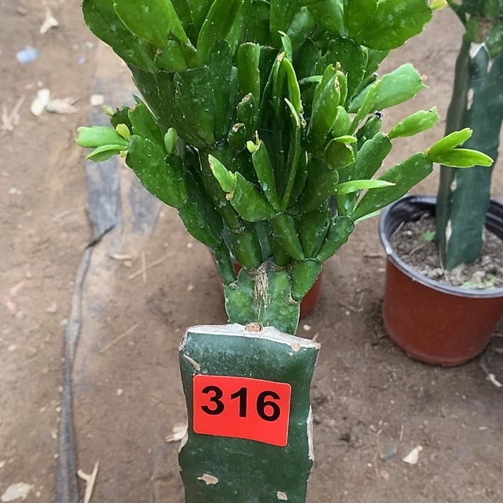 无花朵用****5027,316号新疆不包邮
