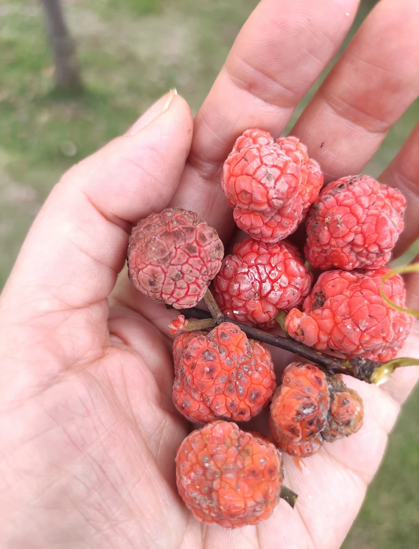 大山好货（帝王果）自然晒干【涛哥助农】