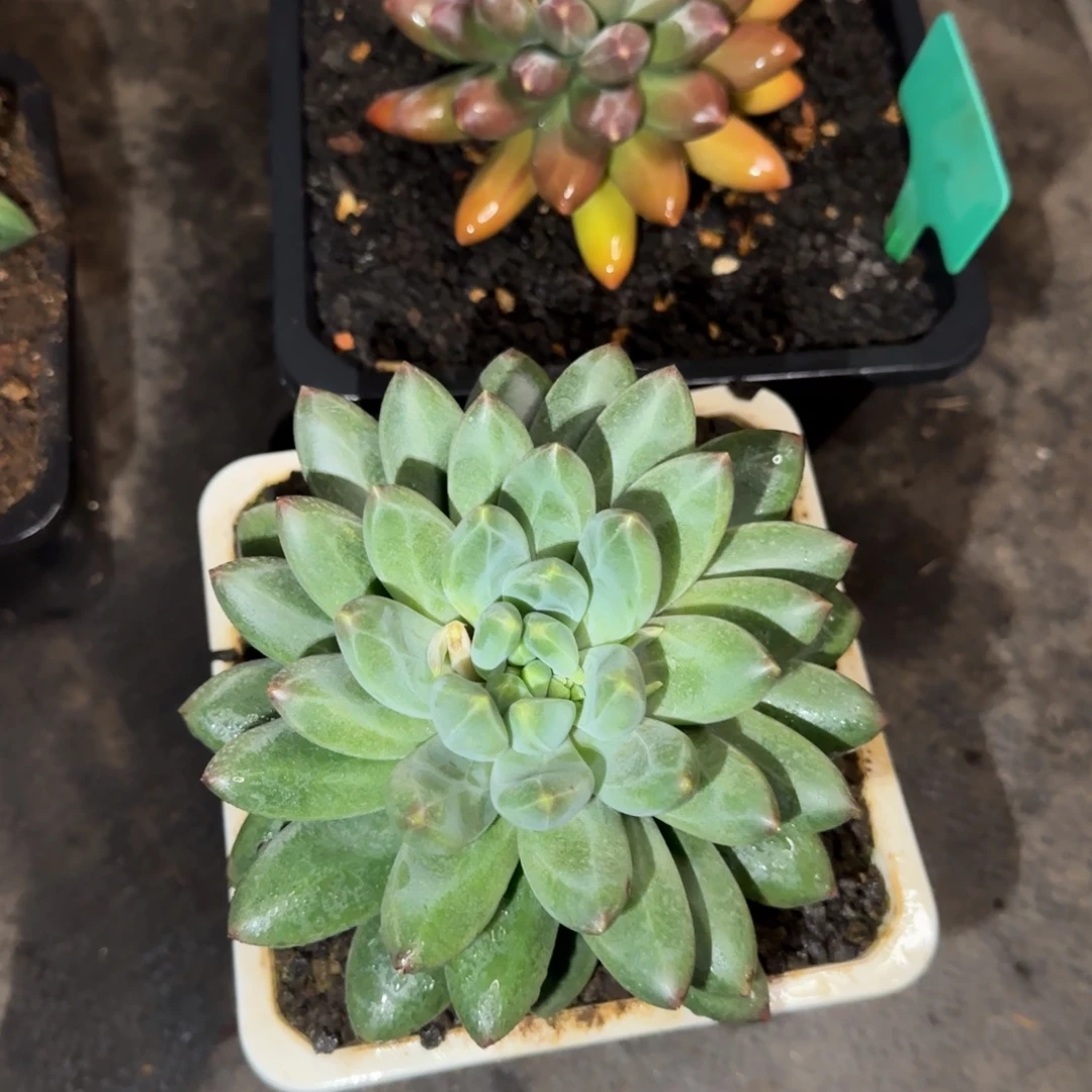 多肉植物多肉植物